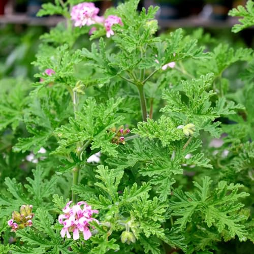 semi di geranio limone - decorazione giardino gerani profumati per la in vaso d'appartamento esotiche rare 300pcs