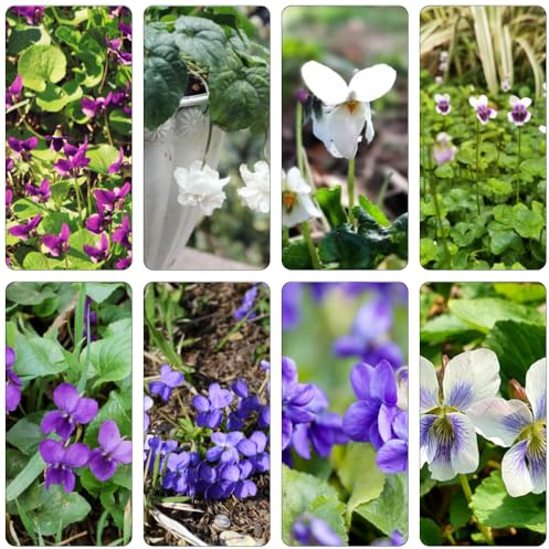 Duftveilchen kräuterpflanzen bodendecker winterhart mehrjährig kräutergarten pflanzenkübel schnittblumen pflanzensamen kräutersamen balkonpflanzen winterharte stauden für pralle sonne 180samen