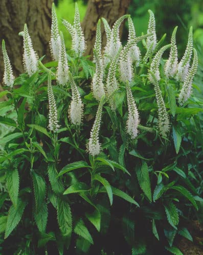 Veronica longifolia Schneeriesin Ehrenpreis 1 Wurzelstück Winterhart Staude