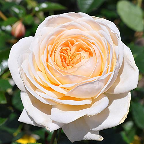 Heirloom Roses Rose Plant - Cream Abundance™ White Rose Bush, English Legend Live Plant for Planting Outdoors