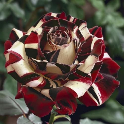 Rosen Zwiebeln, Seltene Pflanze, Blumenzwiebel Mix, Garten Pflanzen, MysteriöSe Magische GlüHbirne, Winterharte Pflanzen, MehrjäHrige Qualitätspflanzen,-1zwiebeln-B