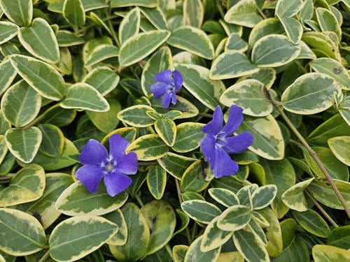 Vinca Minor Blue and Gold – 24 plantas – cobertura del suelo perenne – flores azul-lila – hojas de color amarillo dorado – 10 – 25 cm – 9 cm de diámetro – Tolerante a la sombra y fácil de limpiar