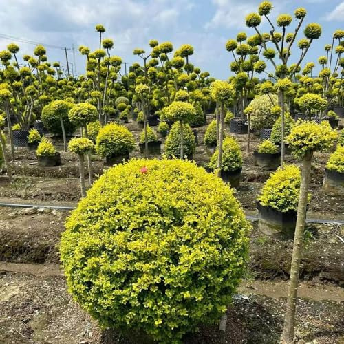 ligustro, ornamentale giardino pieno sole roccioso 60semi