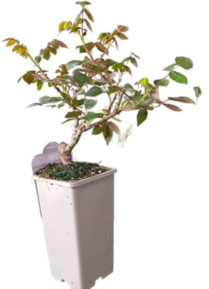 Rosa Arbustiva en Maceta – Flor Viva con Colores Variados Decoración para Terraza o Jardín