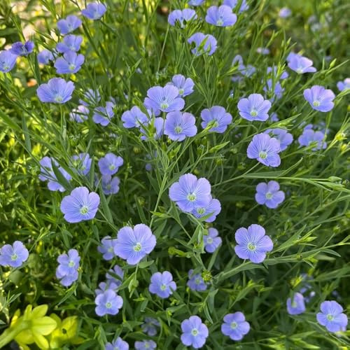 Semi di lino blu, Linum perenne, autunnali resistenti regali sostenibili decorazione da giardino per esterni semi di selvatici rare copertura 600pcs
