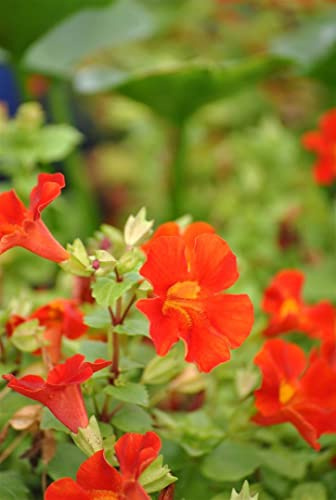 Mimulus cupreus 'Roter Kaiser' 9x9 cm Topf – Mehrjährig & Pflegeleicht – Gauklerblume – Beet- & Teichrandpflanze für feuchte Standorte