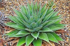 10 pezzi di semi di piante di Agave Montana