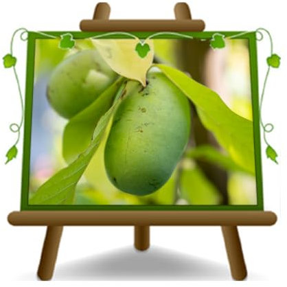 Bananier de montagne Plante fruitière Asimina Triloba Tournesol (PawPaw) Hauteur : 30-50 cm Âge : 2 ans Pot : 20 cm.