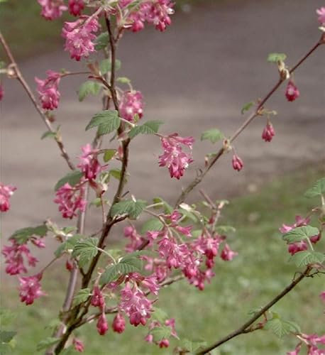 Blut-Johannisbeere Amore 60-80cm - Ribes sanguineum