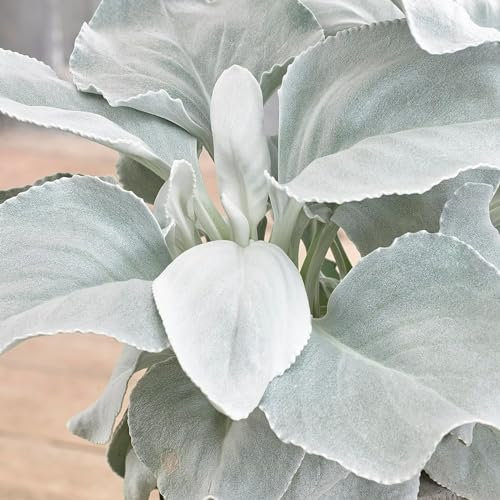 Carbeth Plants Senecio Candicans Angel Wings - Perennial Plant - 3 x 9cm Pot - Evergreen Outdoor Plants for All Year Round, Fully Grown - Unusual Hardy Garden