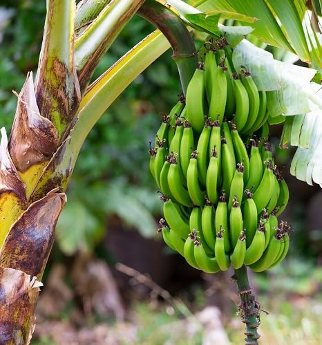 100 semillas de plátano verde