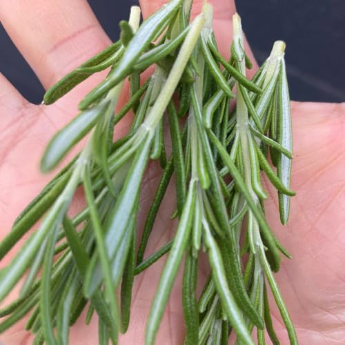 semillas de romero - jardín de perennes resistentes verdes medicinales silvestres productos sostenibles variedades antiguas 350pcs