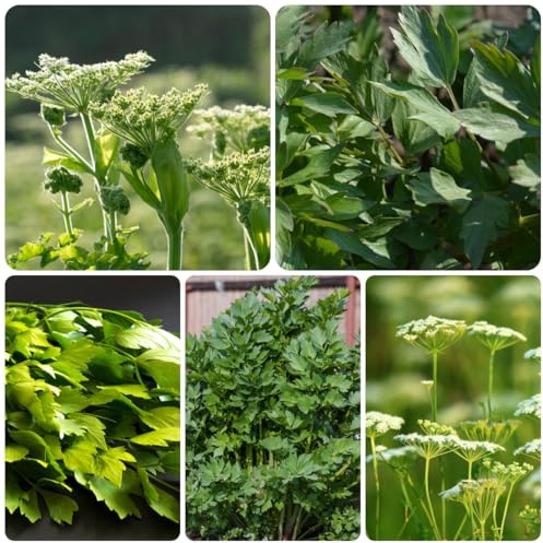 semillas de apio organicas de lecho elevado, balcón del jardín de Comprar de apio balcón de invernadero, jardín 60pcs