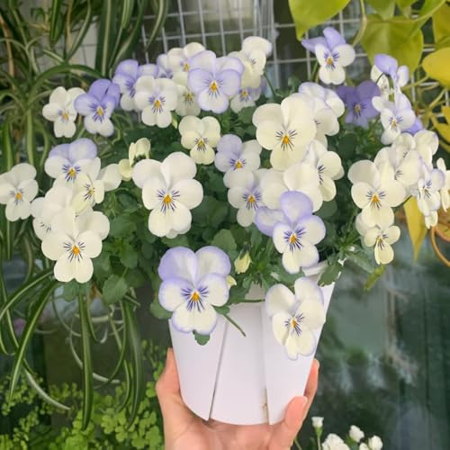 viola cornuta, semi di viola cornuta d'appartamento rare giardino, balcone rampicanti, giardino roccioso balcone, recisi in vaso 700semi
