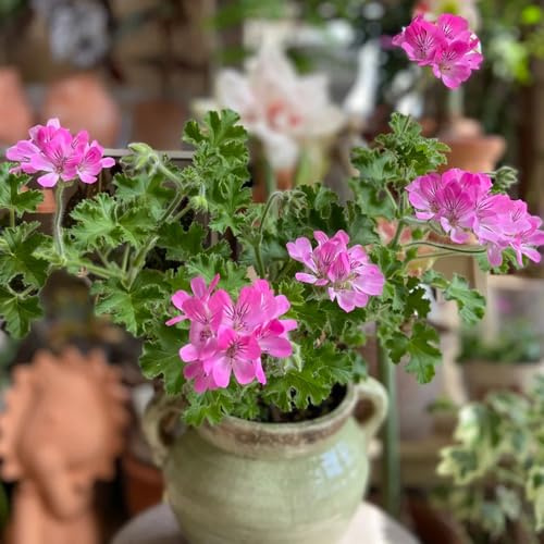 semillas de geranio perfumado, exóticas Pelargonium graveolens de balcón con jardín de 50pcs