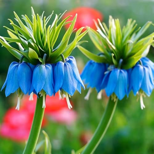 kaiserkrone büropflanzen balkonpflanzen kräutergarten dekopflanzen frühlingsblumen blumenwiese balkon deko exotische zimmerpflanzen 28zwiebeln