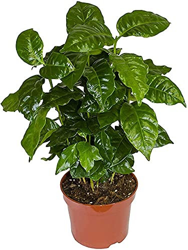 Planta del Café Coffea Arabica 30cm Altura Maceta 12cm Planta Natural
