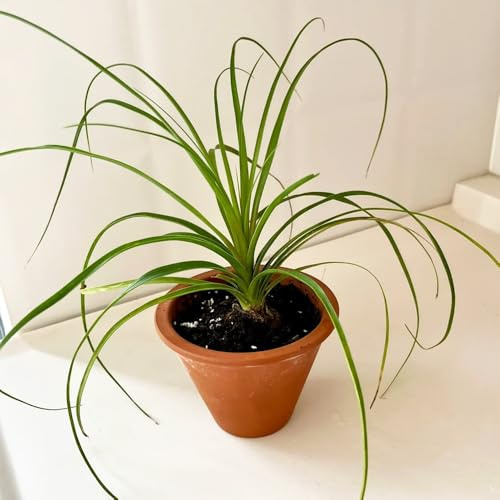 Semi di Beaucarnea,perenni,perenni resistenti, a crescita rapida Semi di,da ombra, resistenti decorazione soggiorno,per 150pcs