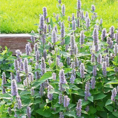 Semi di ortica profumata - semi di per giardinieri selvatiche ornamentali coltivazione giardino vecchie varietà 350pcs