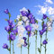 Semillas mixtas de Bellflower Melocotón - Campanula persicifolia