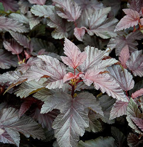 Blasenspiere Lady in Red 60-80cm - Physocarpus opulifolius - lebende Gartenpflanze aus den Baumschulen