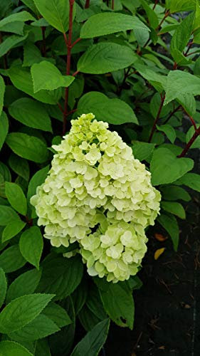 Hydrangea paniculata Magical® Kilimanjaro 'Kolmakilima' / Hortensia paniculé Kilimanjaro/Godet