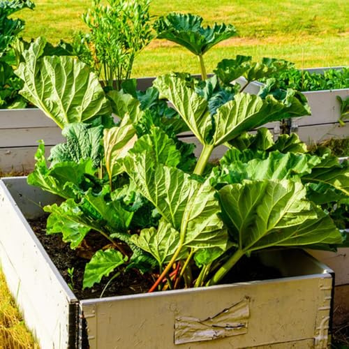 rhabarber gemüsesamen balkon, bio rhabarbersamen gartenpflanzen winterhart mehrjährig garten wintergemüse 200samen