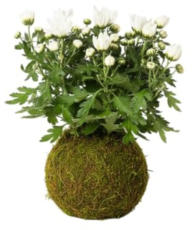 Kokedama Natural de Crisantemo Margarita | Planta Viva Interior Decorativa DECOALIVE