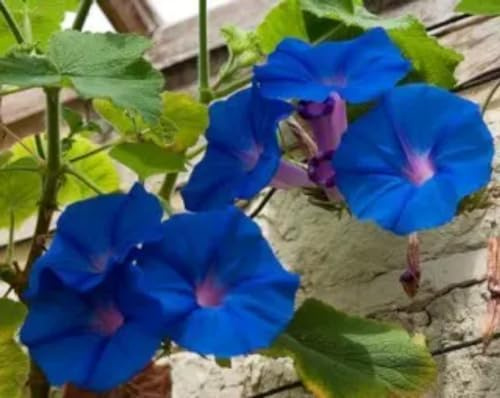 Ipomea o Campanella rampicante blu (Semente)
