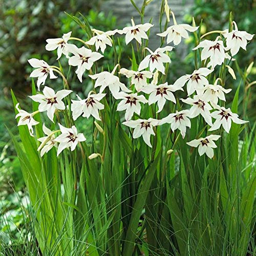 15 X Acidanthera Peacock Orchids- Unique in Appearance with Strong Fragrance- for Your Beautiful Garden