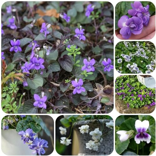 Semillas de violetas fragantes - Las de jardín de rocas son resistentes Viola odorata - Las de jardín son perennes resistentes 80pcs