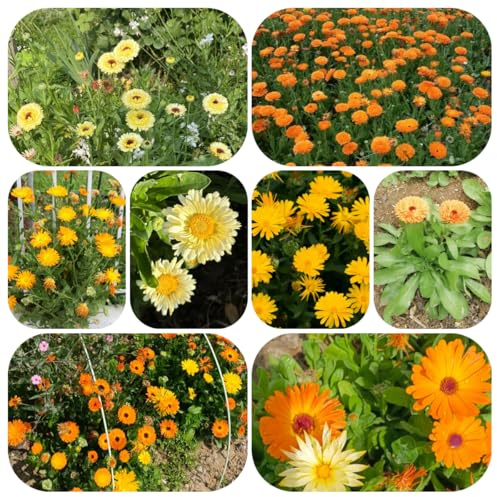 semillas de caléndula officinalis, balcon silvestres, jardín parterre, 800pcs
