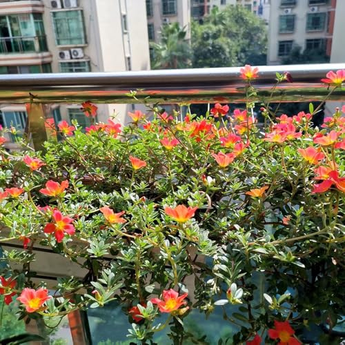semi di portulaca - balcone, resistenti di campo, aiuole rialzate di perenni resistenti da giardino rocciose 250pcs