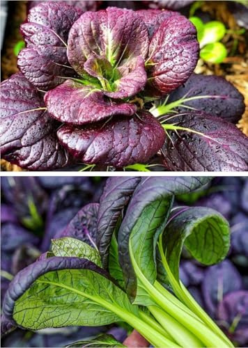 200PCS Purple Lady Bok Choy Seeds Bok Choi Brassica Rapa Vegetable Seeds