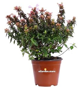 Pianta di Abelia Grandiflora Little Lady pianta da esterno cespuglio di Abelia ornamentale pianta da fiore bianco pianta pianta vera venduta da eGarden.store