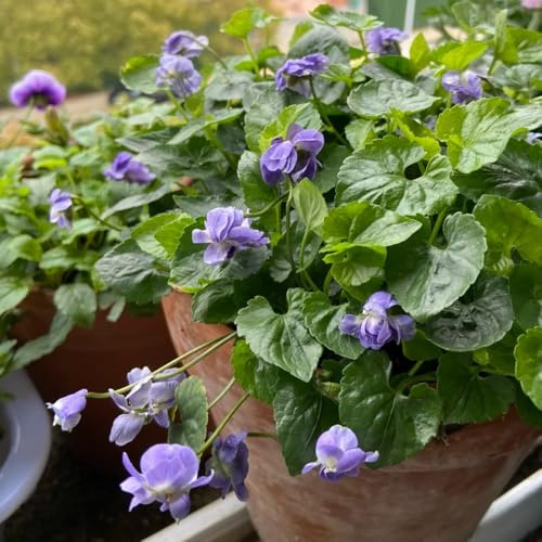 semillas de violetas perfumadas, jardín de viola odorata, silvestres perenne resistente, orgánicas 200pcs