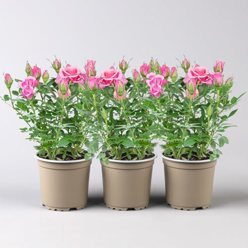 Rose 'Flirt Kordana® Classic', pink, Topf-Ø 10,5 cm, 3 Pflanzen
