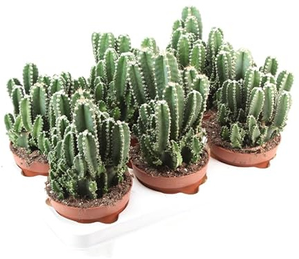 DECOALIVE Cactus Mini Planta Natural Perfecta para Decorar tu Mesa de Ordenador