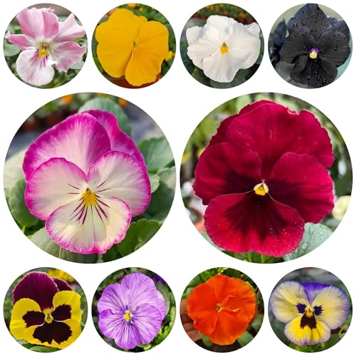 semi di viola del pensiero, aiuola, esotiche resistenti di viola del pensiero, vecchie varietà, balcone, 120pcs