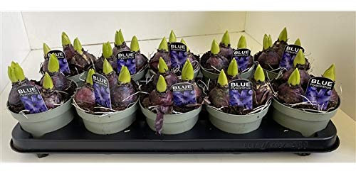 Hyacinth (3 Bulbs in a Pot) Blue Colour 11cm Pot Size