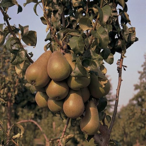 Pear 'Concorde' Tree | Mellow Sweet Flavor | Late September Harvest | Self-Fertile | UK 9 Litre Pot x 1 by Thompson & Morgan