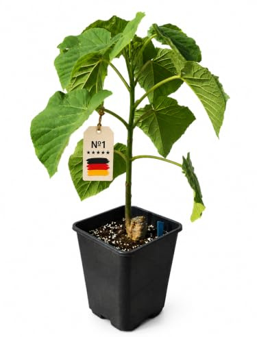 Paulownia Turbo Pro, Kiribaum - schnellwachsender Blauglockenbaum, winterhart, Klimabaum mit riesigen Blättern für Garten, Park und Landschaft