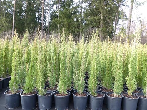 gruenwaren jakubik 4x Mittelmeerzypresse 90-120 cm Säulen Toskana Zypressen Zypresse Cupressus Semper