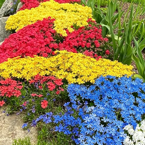 Phlox de alfombra flox subulata semillas de exóticas semillas silvestres jardín silvestres balcón Decoraciones jardín 800pcs