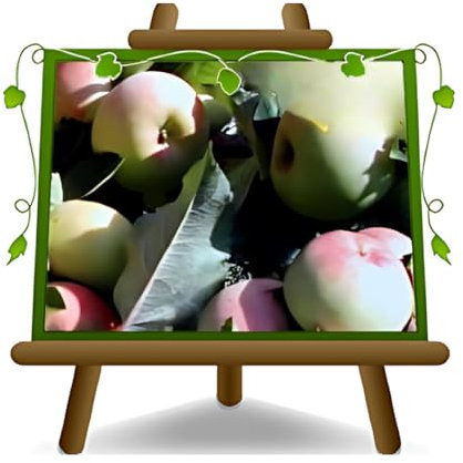 EURO PLANTS VIVAI Melo Cerina - Pianta da Frutto Antico su Vaso da 20 - Max 170 cm - 2 Anni