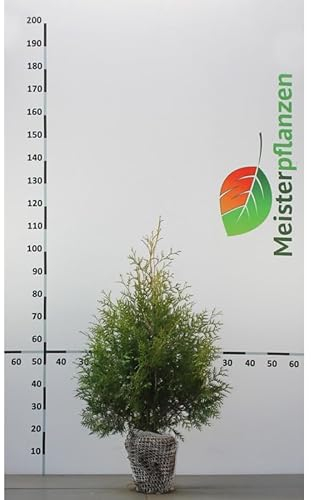 Lebensbaum Thuja Brabant 80-100 cm. 5 Heckenpflanzen. Blickdichte Thujahecke