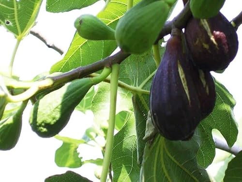 Fico Domenico tauro 140 cm fiorone e fico di Terlizzi (melanzana)