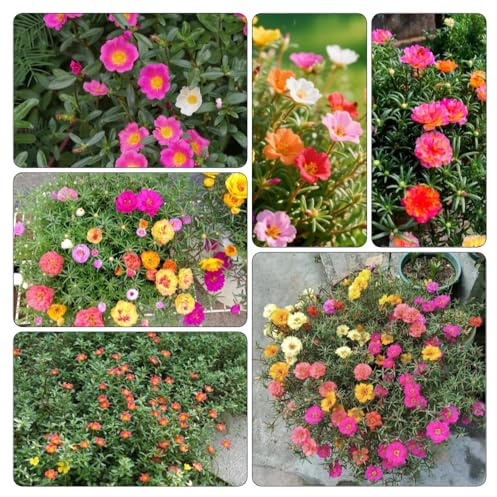 rosa Portulaca de interior Cubresuelos resistentes jardín en el balcón resistentes pleno sol en 1200semillas