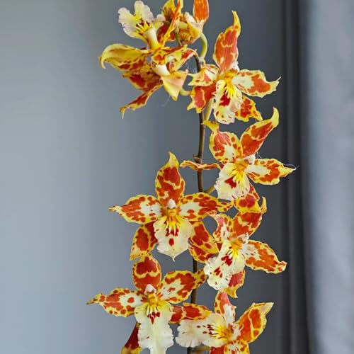orchidea oncidium - ornamentali per zone soleggiate decorazione organica per balcone primaverili, resistenti in vaso ufficio sempreverdi 40semi