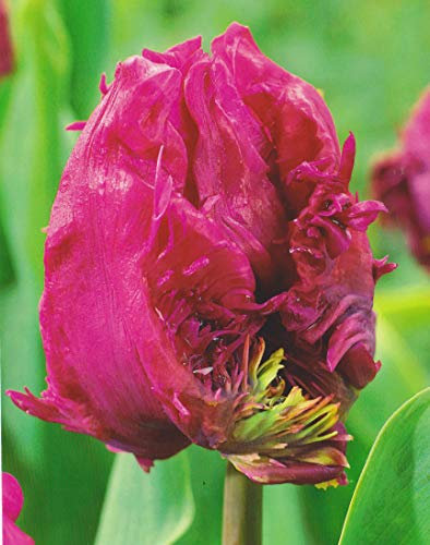 Papagein Tulpen Parrot Prince Tulpenzwiebeln (10 Blumenzwiebeln)